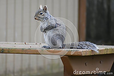 Backyard Squirrel On Picnic Table Stock Photo