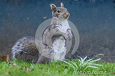 Backyard Squirrel Standing on Hind Legs Stock Photo