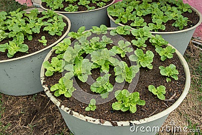 Backyard vegetable garden Stock Photo