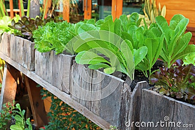 Backyard vegetable growing in the wooden containers Stock Photo