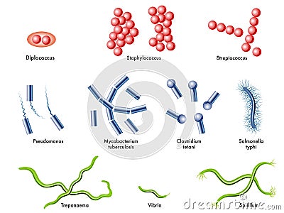 Bacteria Vector Illustration