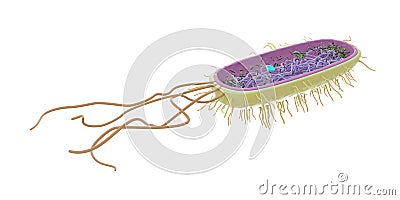 The bacteria anatomy Cartoon Illustration