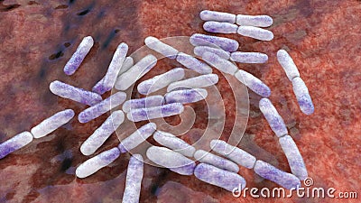 Bacteria Bifidobacterium, normal flora of human intestine Cartoon Illustration