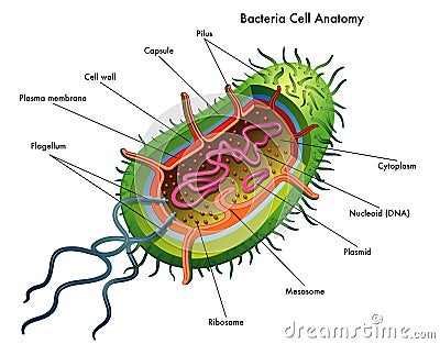 Bacteria Cell Anatomy Vector Illustration