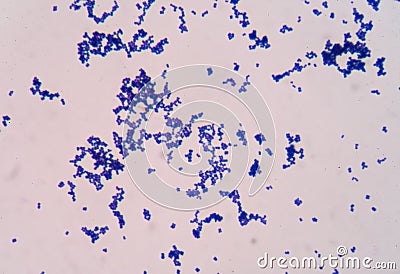 Bacteria cell Stock Photo