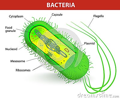 Bacteria cell structure Vector Illustration
