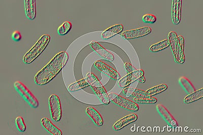 Bacteria Citrobacter, Gram-negative coliform bacteria from Enterobacteriaceae family, 3D illustration Cartoon Illustration