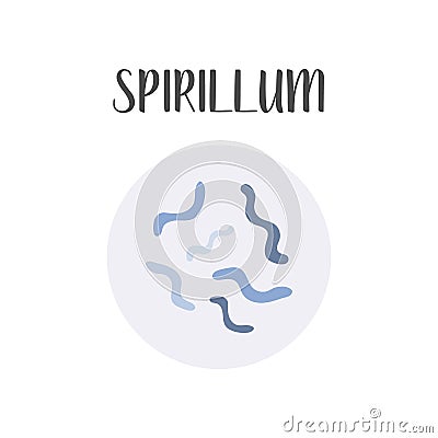 Spirillum. Bacteria classification. Spiral shapes of bacteria. Morphology. Microbiology. Vector Illustration