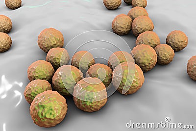 Bacteria Enterococcus, illustration Cartoon Illustration