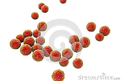 Bacteria Enterococcus, illustration Cartoon Illustration