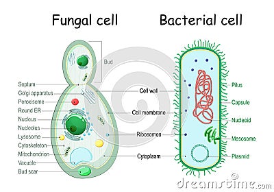 Bacteria and fungal yeast. comparison of cell structure Vector Illustration