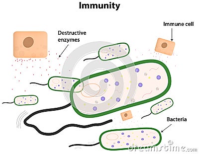 Bacteria Vector Illustration