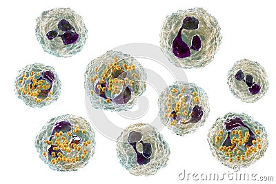 Bacteria Neisseria gonorrhoeae inside phagocytes Cartoon Illustration