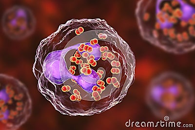 Bacteria Neisseria gonorrhoeae inside phagocytes Cartoon Illustration