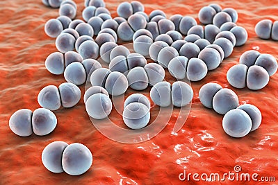 Bacteria pneumococci, Streptococcus pneumoniae Cartoon Illustration