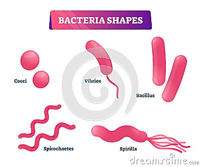 Bacteria shapes vector illustration. Educational micro cells collection set Vector Illustration