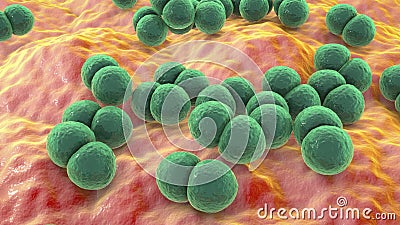 Bacteria Streptococcus pneumoniae Cartoon Illustration