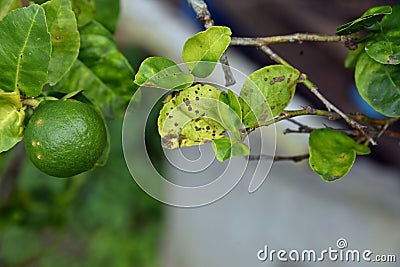 Bacterial canker on lime leaf Stock Photo