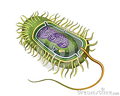 bacterial cell structure Cartoon Illustration