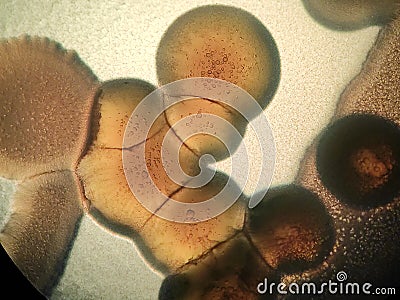 Microscope view of Pseudomonas and other bacteria bacteria growing in beautiful structures Stock Photo