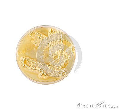 Bacterial culture of Candida spp. - Unicellular fungi Stock Photo