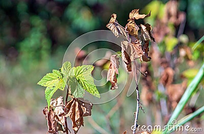 Bacterial diseases of currant bushes appear in the form of lesions or drying of green leaf Stock Photo