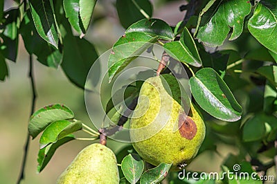 Bacterial diseases of the pear tree manifest as lesions or rotting of green fruit Stock Photo