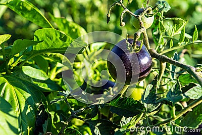 Bacterial diseases of tomatoes growing in the garden. Lonely black tomato on a branch close up Stock Photo