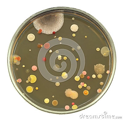 Bacterial and fungal colonies on agar plate isolated on white Stock Photo