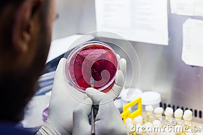 Bacterial Inoculation on a culture plate using inoculation loop by scientist inside fume hood in microbiology laboratory Stock Photo