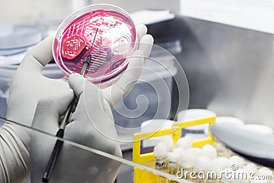 Bacterial Inoculation on a culture plate using inoculation loop by scientist inside fume hood in microbiology laboratory Stock Photo