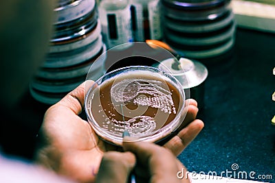 Bacterial Inoculation on a culture plate using inoculation loop by scientist lab technician in microbiology laboratory Stock Photo