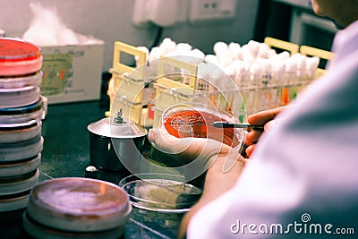 Bacterial Inoculation on a culture plate using inoculation loop by scientist lab technician in microbiology laboratory Stock Photo