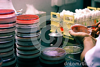 Bacterial Inoculation on a culture plate using inoculation loop by scientist lab technician in microbiology laboratory Stock Photo