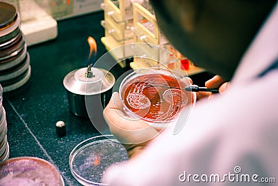 Bacterial Inoculation on a culture plate using inoculation loop by scientist lab technician in microbiology laboratory Stock Photo