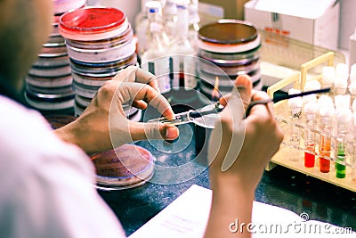 Bacterial Inoculation on a test tube agar culture media using inoculation loop by scientist lab technician in a microbiology labor Stock Photo