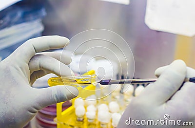 Bacterial Inoculation on a test tube agar yellow culture media using inoculation loop by scientist inside fume hood in microbiolog Stock Photo