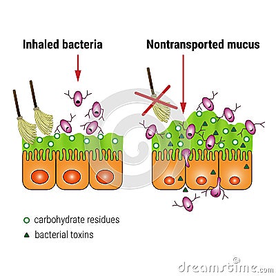 Bacterial interaction with respiratory mucus, medical illustration Vector Illustration