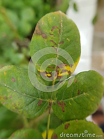 Bacterial leaf spot disease on rose Stock Photo