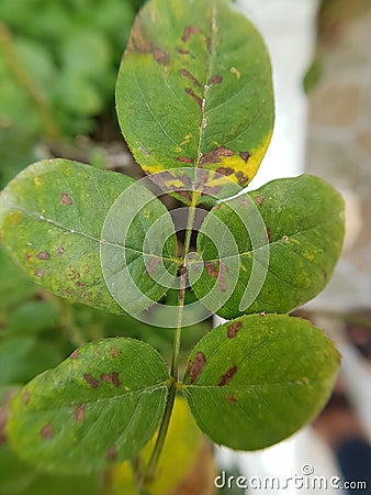 Bacterial leaf spot disease on rose Stock Photo