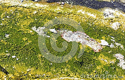 Bacterial mats from thermophilic organisms, Yellowstone National Park, Wyoming Stock Photo