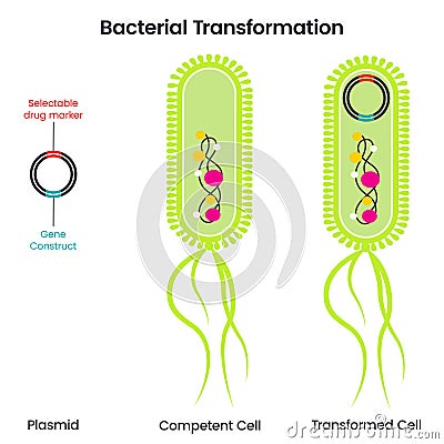 Horizontal gene transfer via transformation scientific Stock Photo