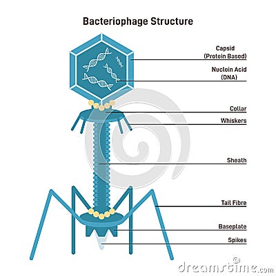 Bacteriophage structure. Microscopic model of virus infecting a bacterial Vector Illustration