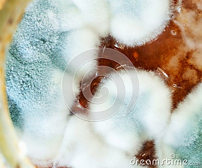 Bacterium colony, macro and top view. Mold. Microbiology Stock Photo