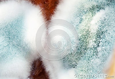 Bacterium colony, mold, macro and top view. Microbiology Stock Photo