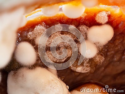 Bacterium colony, mold, macro and top view. Microbiology Stock Photo