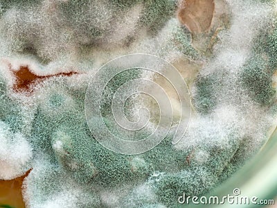 Bacterium colony, mold, macro and top view. Microbiology Stock Photo