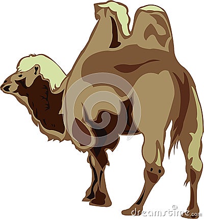 Bactrian camel Vector Illustration