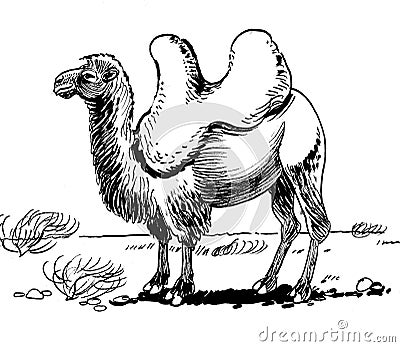 Bactrian camel Stock Photo