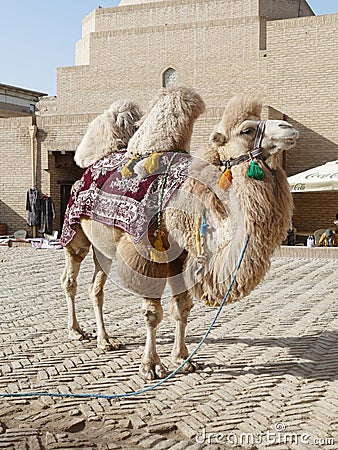 Bactrian Camel Camelus bactrianus in Khiva, Uzbekistan Editorial Stock Photo